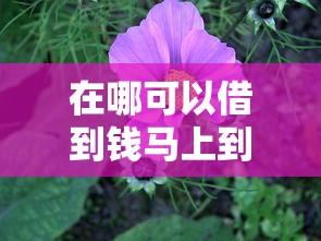 急需当天到账网贷？立即申请秒批到款快至30分钟