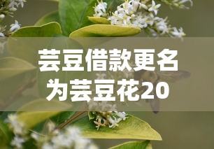 芸豆借款更名为芸豆花2024，盘点5个714强制下款口子