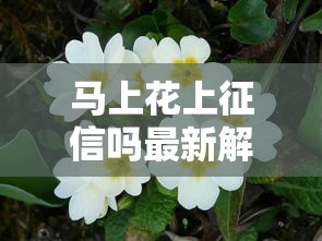 马上花上征信吗最新解析与影响