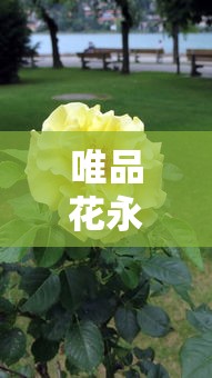 唯品花永久停用原因及恢复可能性分析