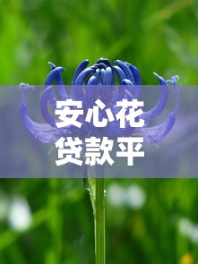 安心花贷款平台解析:背景、产品与用户评价全揭秘 安心花贷款平台解析:背景、产品与用户评价全揭秘