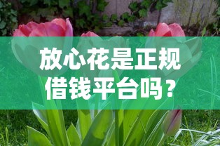 无视征信的大额分期？整理五个芝麻信用439分下款的平台