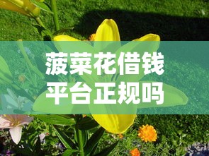 菠菜花借钱平台正规吗？贷款前必看的5大关键点！