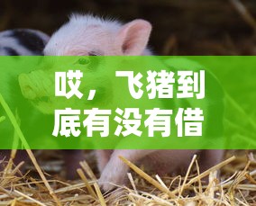 哎，飞猪到底有没有借钱平台？看完这篇你就懂！