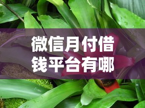 下款一万的贷款app？罗列五个看银行流水的网贷平台