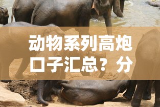 动物系列高炮口子汇总？分享五个16岁借钱平台
