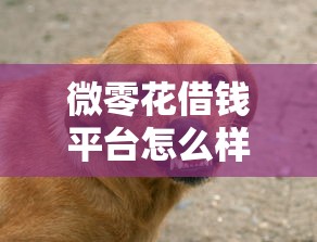 微零花借钱平台怎么样?试试这五个平台贷款被骗了怎么办 微零花借钱平台怎么样?试试这五个平台贷款被骗了怎么办