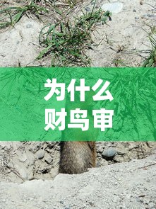 为什么财鸟审核不过？看看这5个不用芝麻分能借的口子