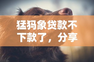 猛犸象贷款不下款了，分享5个和信用飞一样好下款的口子